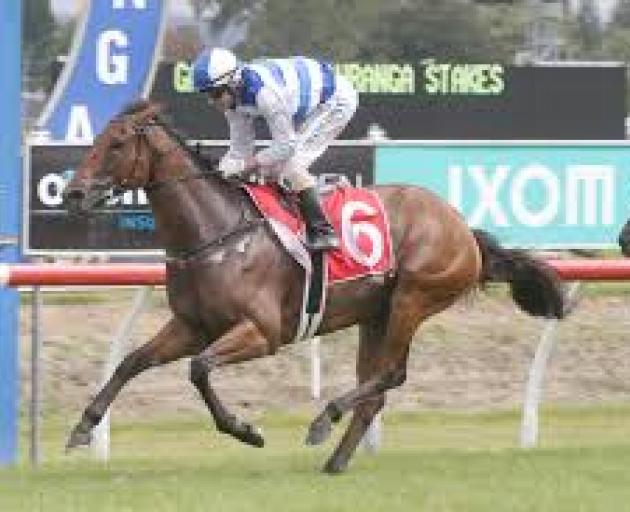 Supera is the horse to beat in the Captain Cook Stakes at Trentham today. Photo: Supplied.