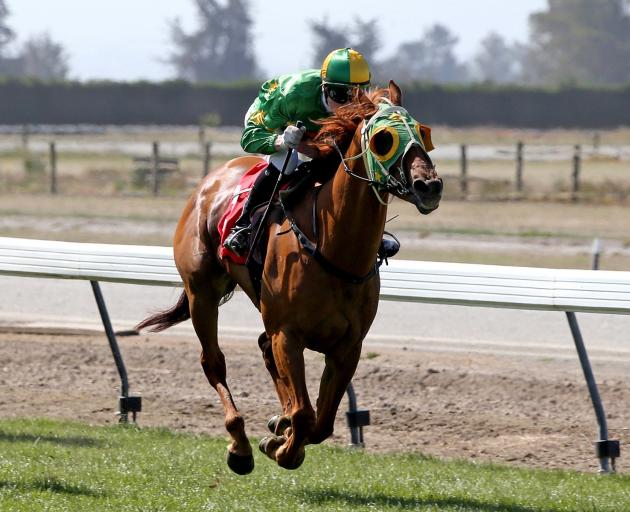 Wingatui-trained Tommy Tucker is the topweight in today's Timaru Cup. Photo from Race Images.