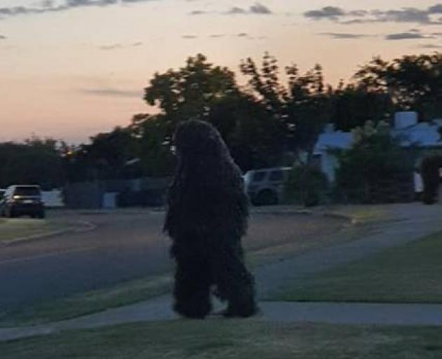 A woman had to veer her car to miss a man dressed as a bush in Napier. Photo: Supplied