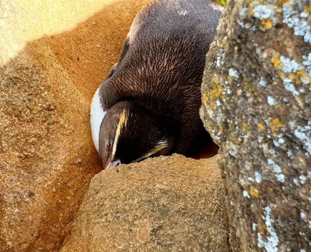 A Fiordland crested penguin seeks refuge on the North Otago coast as it prepares to moult. 