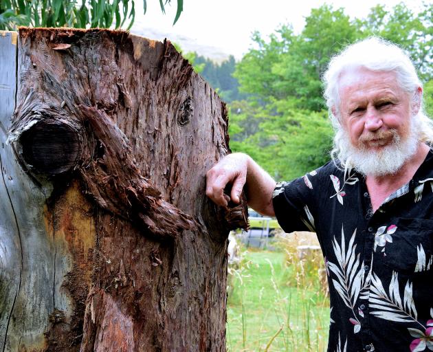 "Shape maker" Andrew Lyons contemplates his next work, to be made using this large redwood trunk....