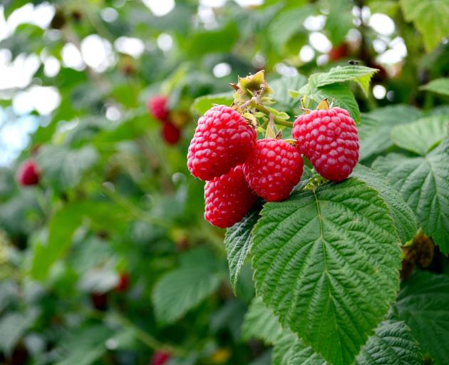 Autumn is the best time for planting raspberries. Photo: Getty Images 