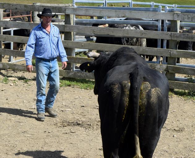 D&J Bucking Bulls co-owner Dan Nichol, of Clarks Junction, prepares to weigh bull Rock On for the...
