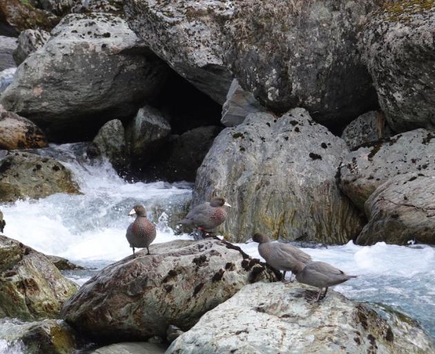 A raft of whio, or blue ducks, discovered on rocks above a stream in the Route Burn last weekend....