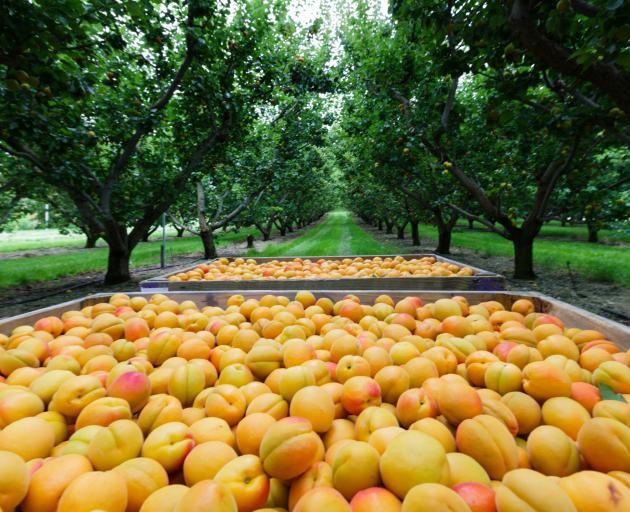 Apricots harvested on an Alexandra orchard. PGW’s horticulture supply business Fruitfed was a...