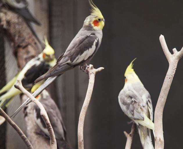 Woodham Park aviary. Photo: Geoff Sloan