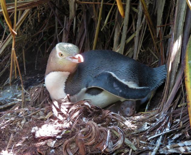 Hoiho parent and chick nesting, taken during field work at Long Point, Catlins. PHOTO: YEP TRUST...