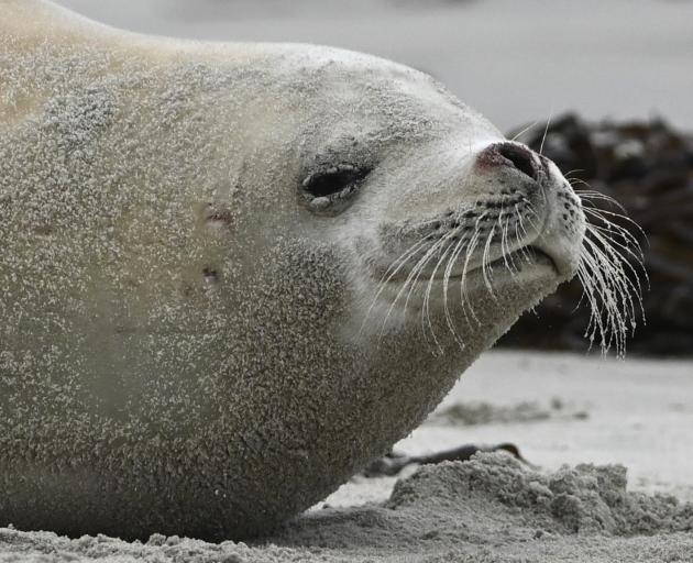 A crabeater seal casts a sleepy eye over her surroundings on a Dunedin beach yesterday. Photos: Gerard O'Brien