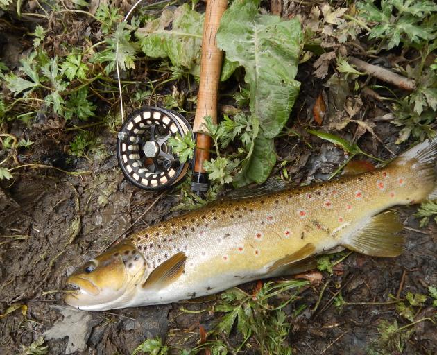 A 1.5kg brown trout.