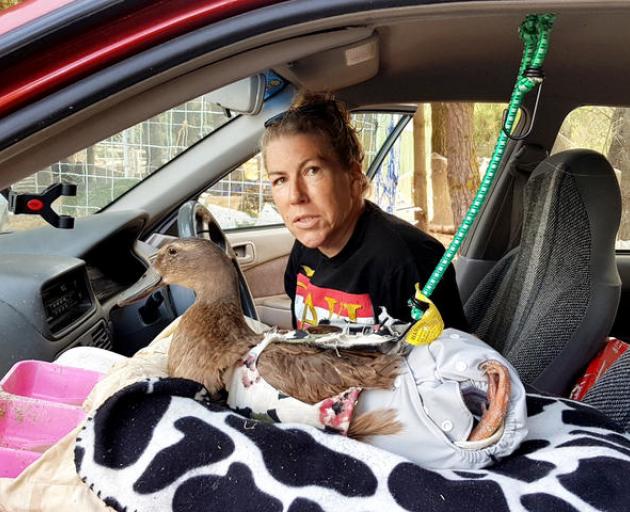 Mills the duck has a custom made seat and safety belt in Kim's car. Photo: RNZ/Cosmo Kentish-Barnes