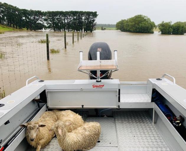 Nathan and Kellie Grant, of Hedgehope, used the family boat to rescue three lambs on their flooded farm on Tuesday. Photo: Supplied