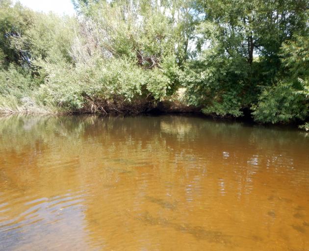Typical lower Taieri willow-grubbing water is slow and deep, of course with overhanging willows....