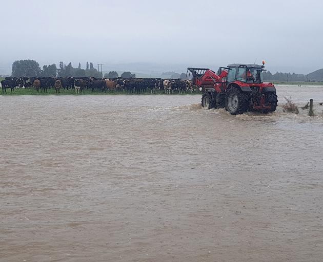 Kelso dairy farmer Adam McCall attends to stock stranded by the Pomahaka River. Photo: Georgie McCall/Supplied