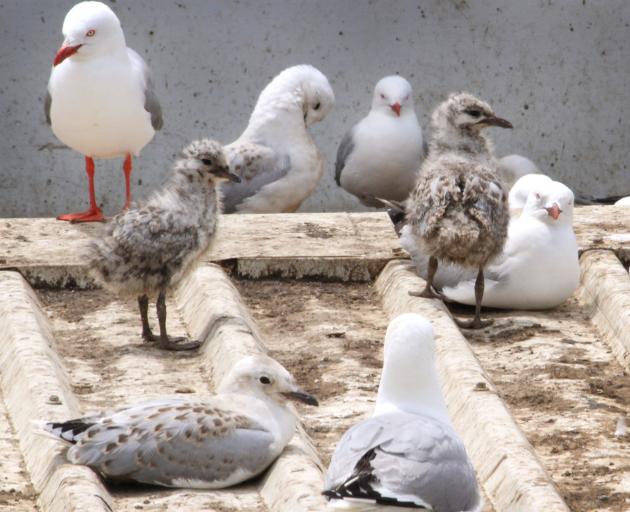 Plans are under way to  find a solution to cleaning the mess created by red-billed gulls in...