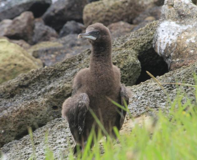 An Otago shag chick, less than 2 months old, is one of 10 stranded on the rocks at Oamaru Harbour...