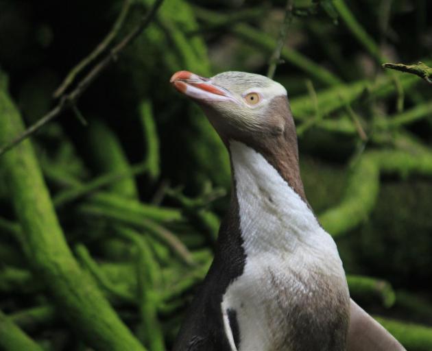 The critically endangered yellow-eyed penguins at Moeraki are having difficulty fishing in turbid...