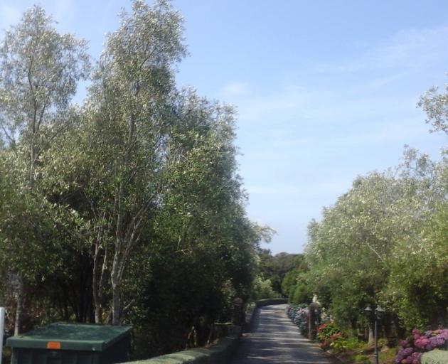 An avenue of olive trees at the entrance of Corstorphine House. The silvery shimmer from the...