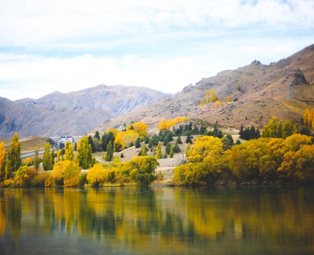 Deciduous trees put on a show at Lake Aviemore last April. PHOTO: REBECCA RYAN