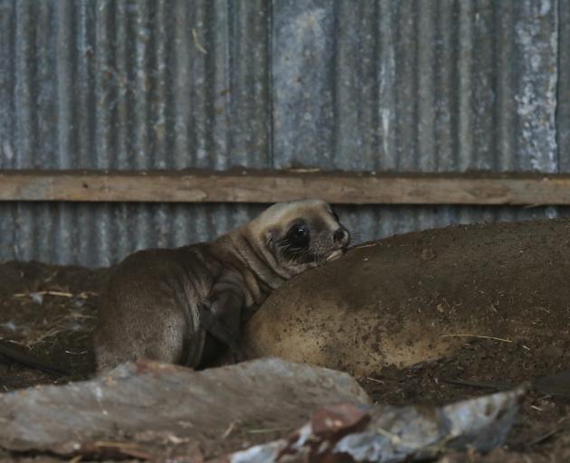 Matariki and her pup in a local farmer’s hay shed. Photo: Supplied