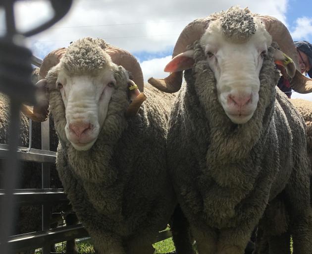 .Otago merino breeders will be hosting international and domestic visitors as part of the Merino Excellence tour in March. Photo: SRL Archives