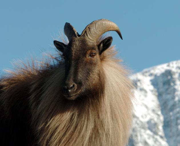 Recreational hunters will be able to hunt tahr at  sites in the  Hooker/Landsborough Wilderness...
