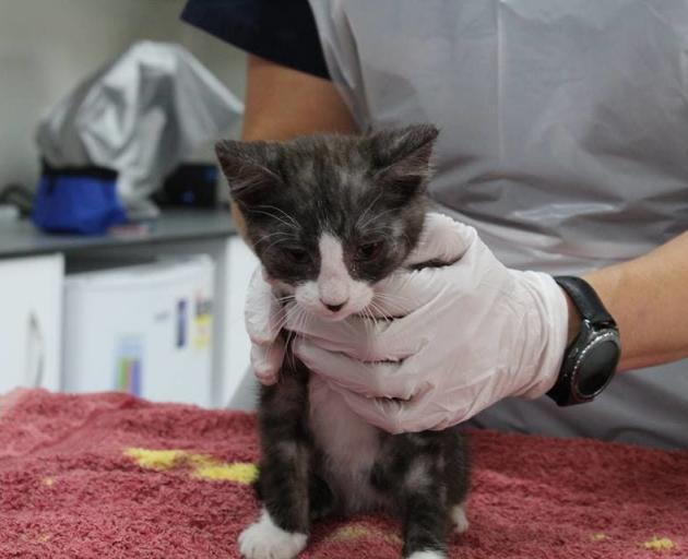 Taz at the vet. Photo: Supplied