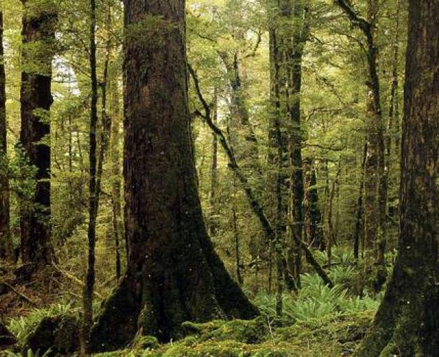 Climate change is throwing beech forests out of synch - a new finding that could have big...