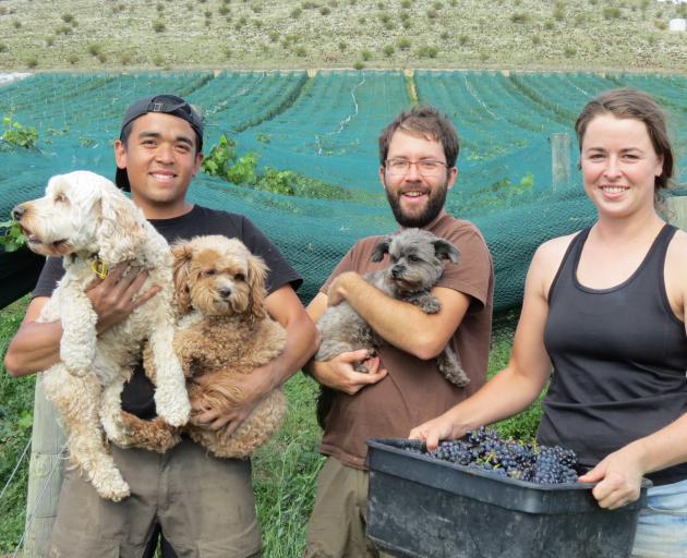 Quartz Reef vineyard interns (from left) Joel Welander, of Sweden, Raphael Servin, of France, and...