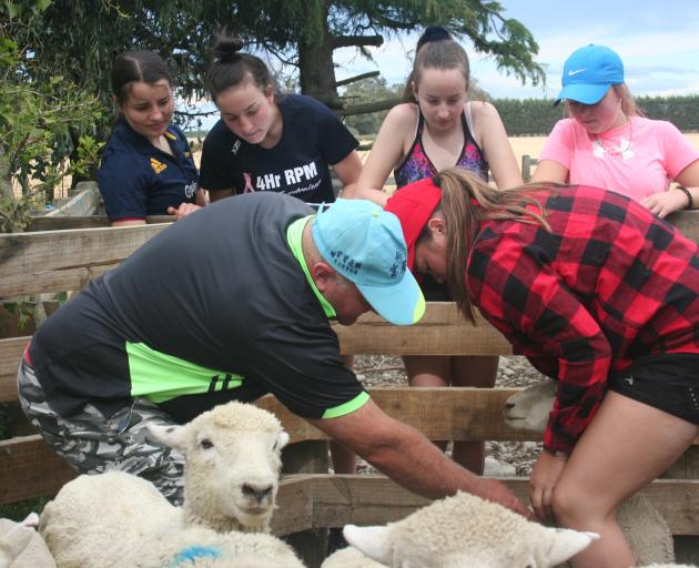 Ashburton College year 11 agricultural science student Mia Christie controls a ewe after learning the art of sheep handling. Photos: Toni Williams