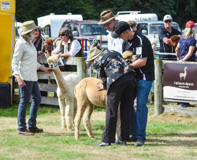 Alpacas proved popular with show attendees. Photo: Supplied