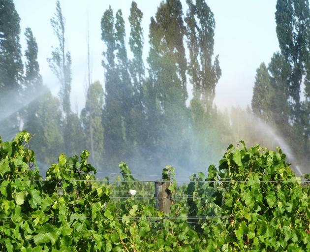 Grape vines being irrigated in Central Otago. PHOTO: MARK PRICE