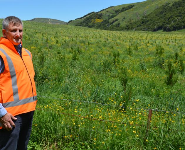 City Forests chief executive Grant Dodson at its recently acquired Takitakitoa Forest, south of...