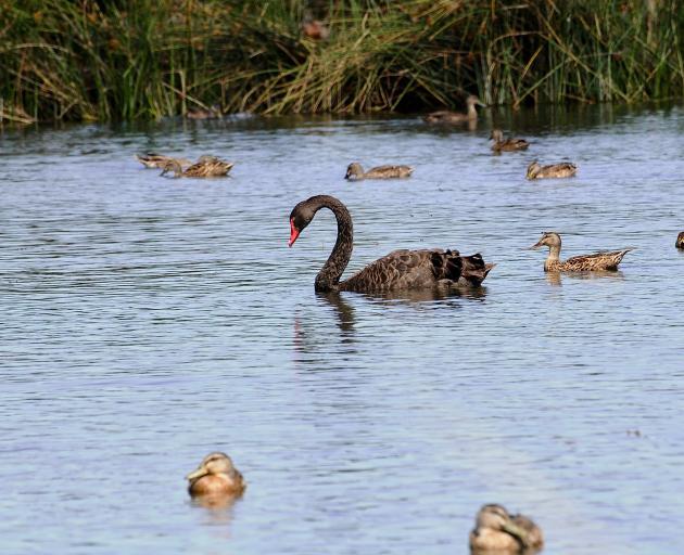 The wetland stormwater drainage reserve, on the corner of Flaxton and Fernside Roads in Rangiora, is to be developed into a community space after a generous benefactor donated funds for the work. Photo: Shelley Topp