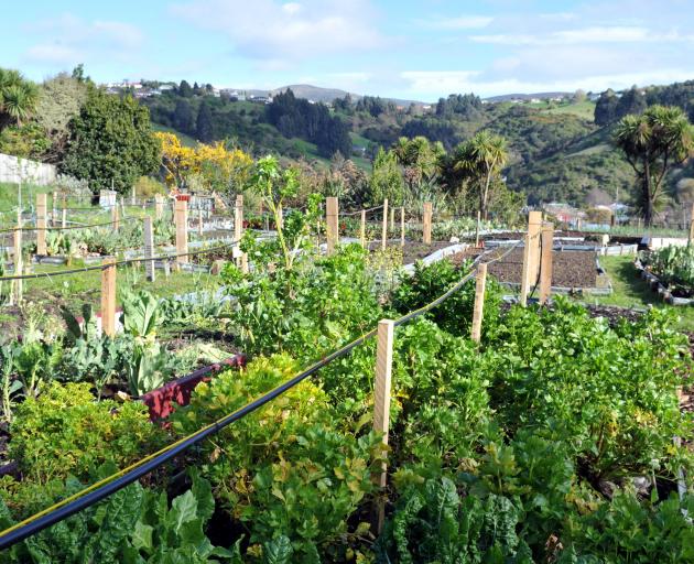 The Northeast Valley Community Garden, a great community asset, but is it the answer to all food...