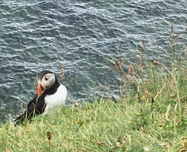 A puffin collects grass on Staffa to line its burrow