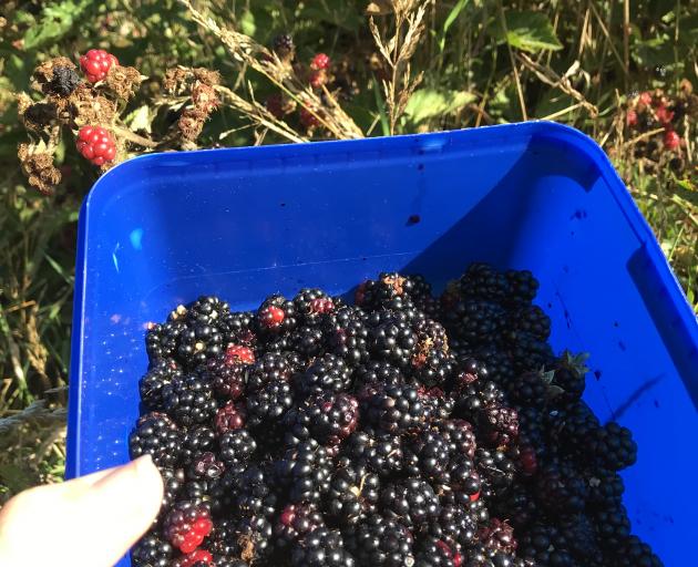 Blackberries picked on the outing. Photo: Supplied