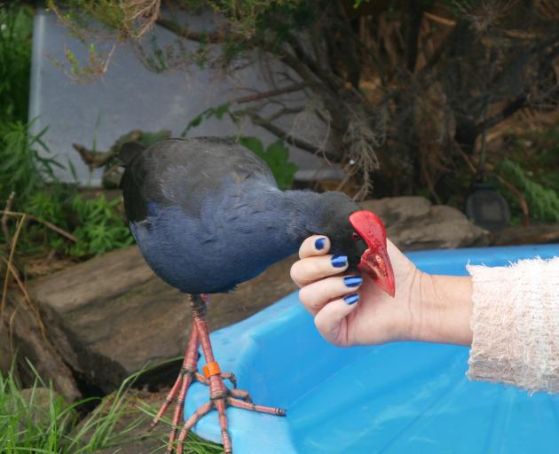 Pookie the pukeko, getting a scratch from Bird Rescue Dunedin founder Sue Cook, was recently...
