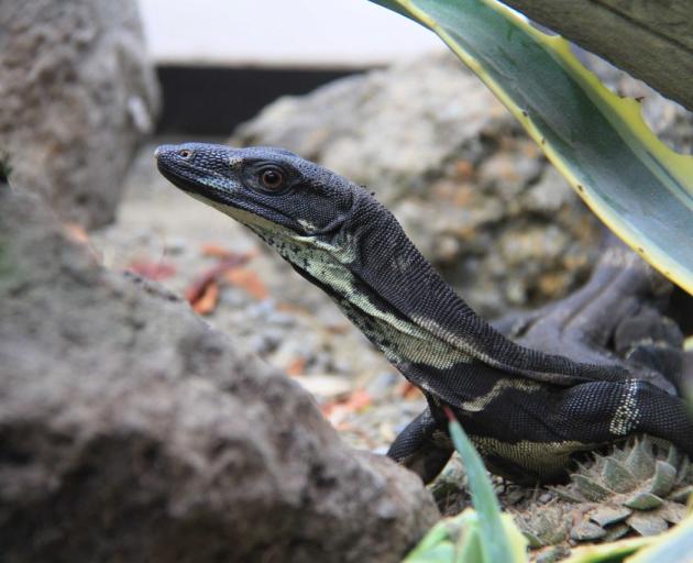 Photo: Orana Wildlife Park