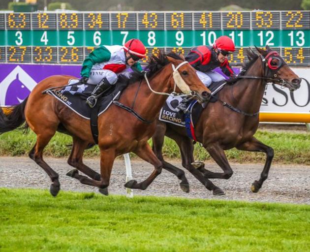 Ticket To Ride (inner) and Belle Fascino will clash in tomorrow’s South Island Thoroughbred...
