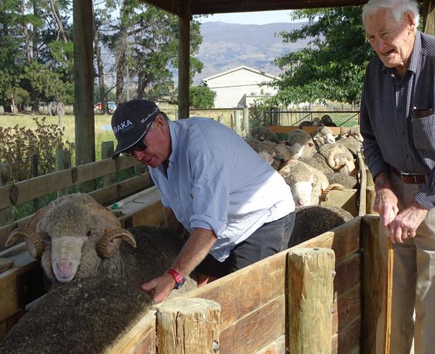 Malvern Downs farmer Robbie Gibson and his father Bill Gibson try to rein in the rams on the Tarras farm. Photo: Kerrie Waterworth