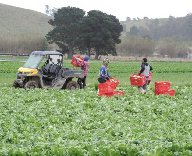 Fresh veg . . . Rangeview Produce staff harvest and load lettuces in a Shortland Rd paddock....