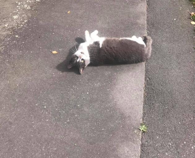 The neighbourhood cat lazing in the Upper Riccarton sun.