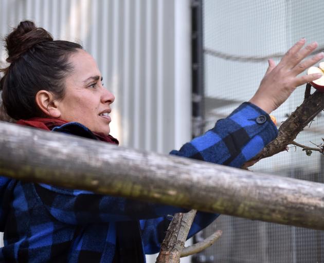 Dunedin Botanic Garden aviary curator Alisha Sherriff feeds the birds in the aviary last week....