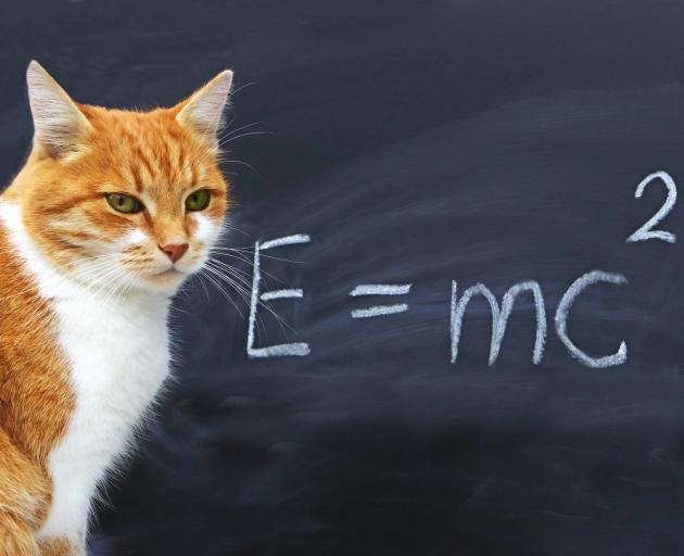 Make like a cat, or Einstein, and show some curiosity. It's likely to be good for you. Photo:...