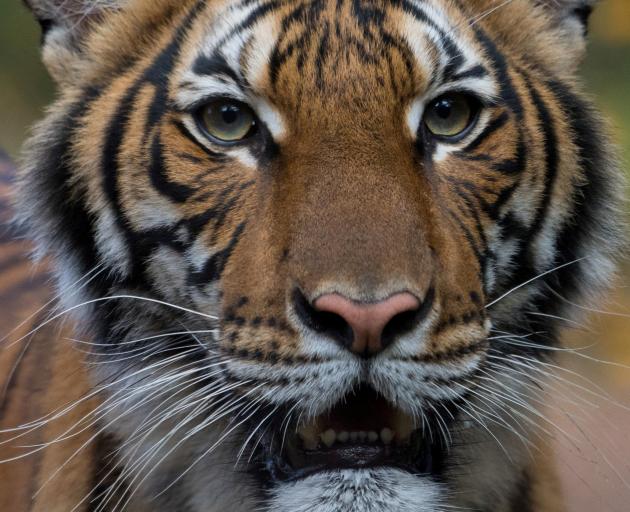 Nadia, a 4-year-old female Malayan tiger at the Bronx Zoo, that the zoo said has tested positive for Covid-19. Photo: WCS/Handout via Reuters
