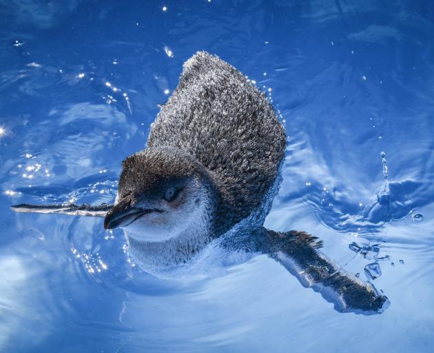 A white-flippered penguin uses the rehabilitation pool at the Oamaru Blue Penguin Colony. White...
