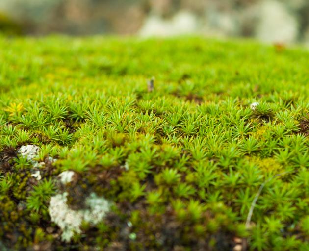 Green sphagnum moss close up with blurred background. Photo: Getty Images Green sphagnum moss close up with blurred background. Photo: Getty Images