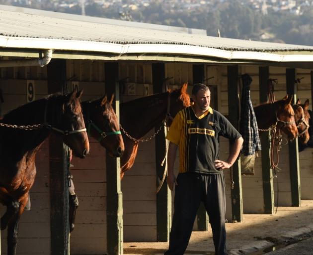 Uncertain future ... Harness trainer Darryn Simpson with his horses at Forbury Park this week....
