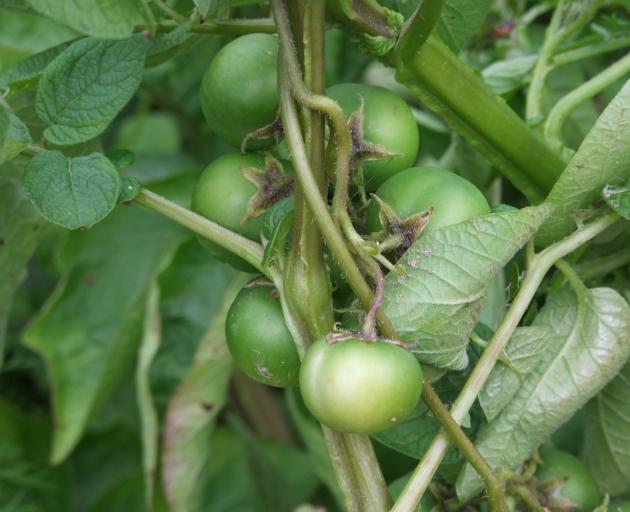 Don’t be tempted to try potatoes’ fruit. It looks like green tomatoes but is toxic. Photos:...