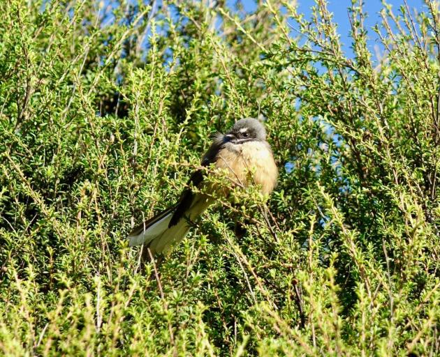 Increasing biodiversity is one of the main aims on the property. Fantails are plentiful but the...